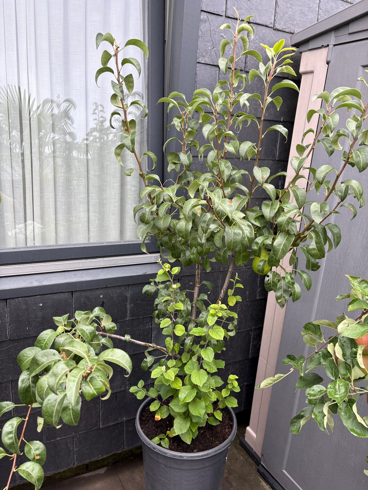 Prachtige perenboom in pot aangeboden!!, Tuin en Terras, Ophalen, Lente, Volle zon, 100 tot 250 cm