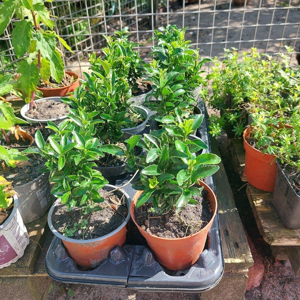 Euonymus green spire(Beste buxus vervanger), Tuin en Terras, Planten | Struiken en Hagen, Ophalen, Overige soorten, Haag, Minder dan 100 cm