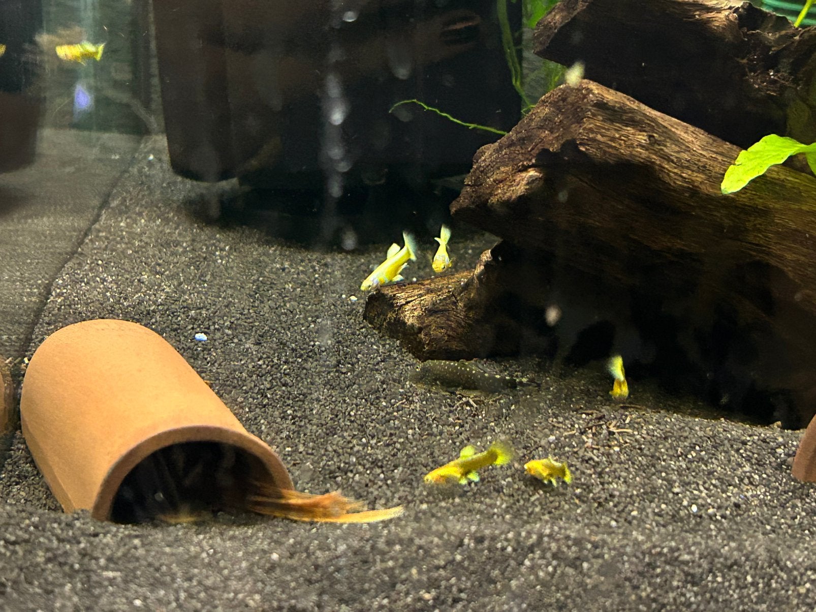 Raszuivere 24k gold guppen 5 voor €20, Dieren en Toebehoren, Vissen | Aquariumvissen, Vis