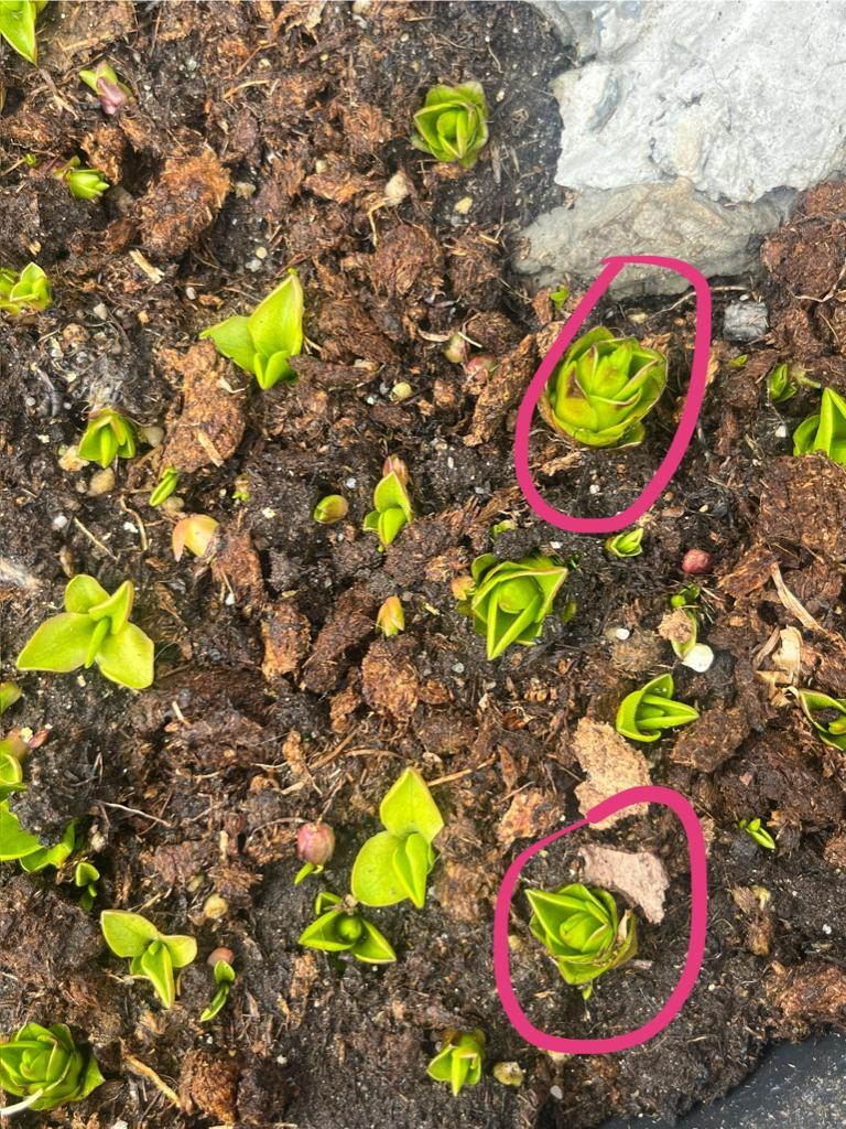 Winter harde Pinguicula vlees etende plant, Ophalen of Verzenden, Overige soorten, Volle zon