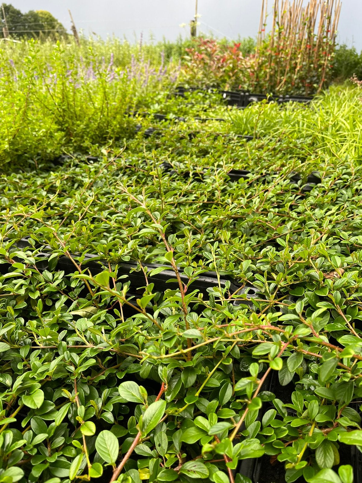 Cotoneaster dammeri / Dwergmispel - AANBIEDING- In P9 pot🌿, Tuin en Terras, Planten | Tuinplanten, Ophalen of Verzenden, Overige soorten