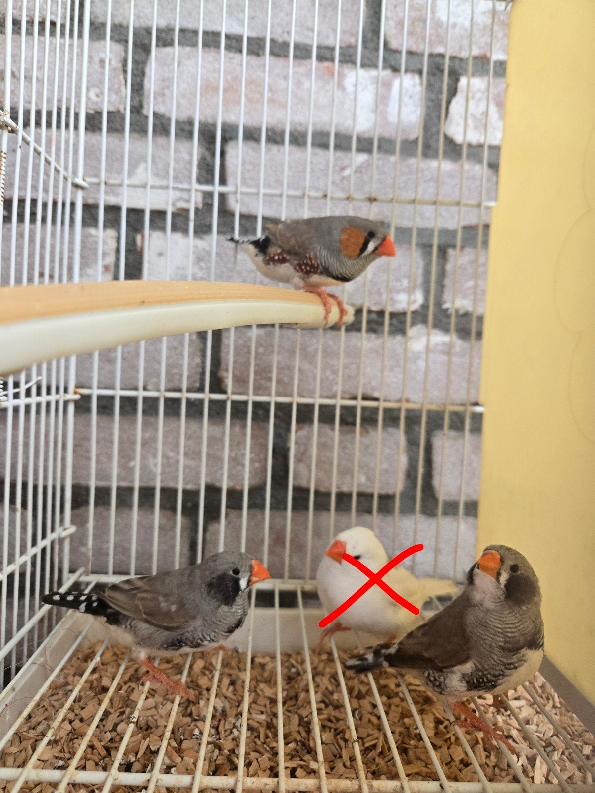 zebravink mannen zwartwang bont & wildkleur, Dieren en Toebehoren, Vogels | Overige Vogels, Mannelijk, Tropenvogel
