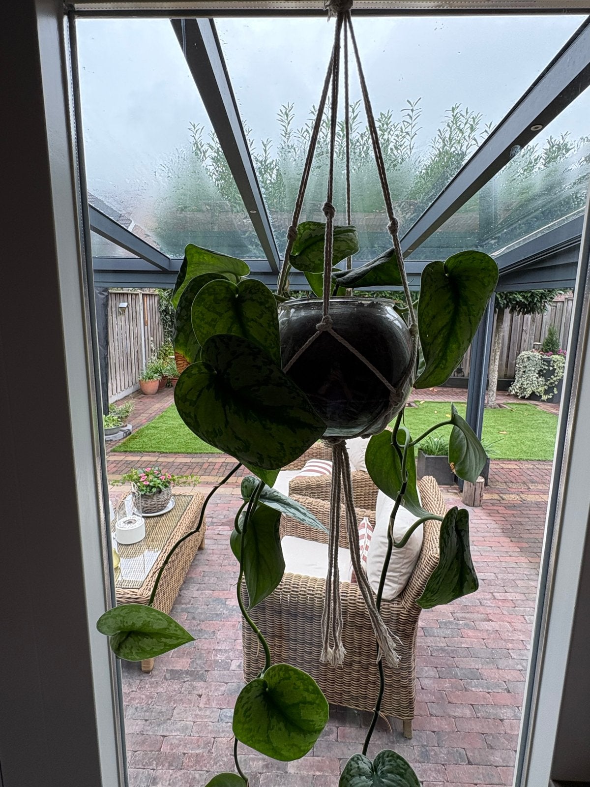 Hangplant Scindapsus Pictus (Zilverrank) met macramé hanger, Huis en Inrichting, Kamerplanten, Ophalen, Overige soorten, Halfschaduw