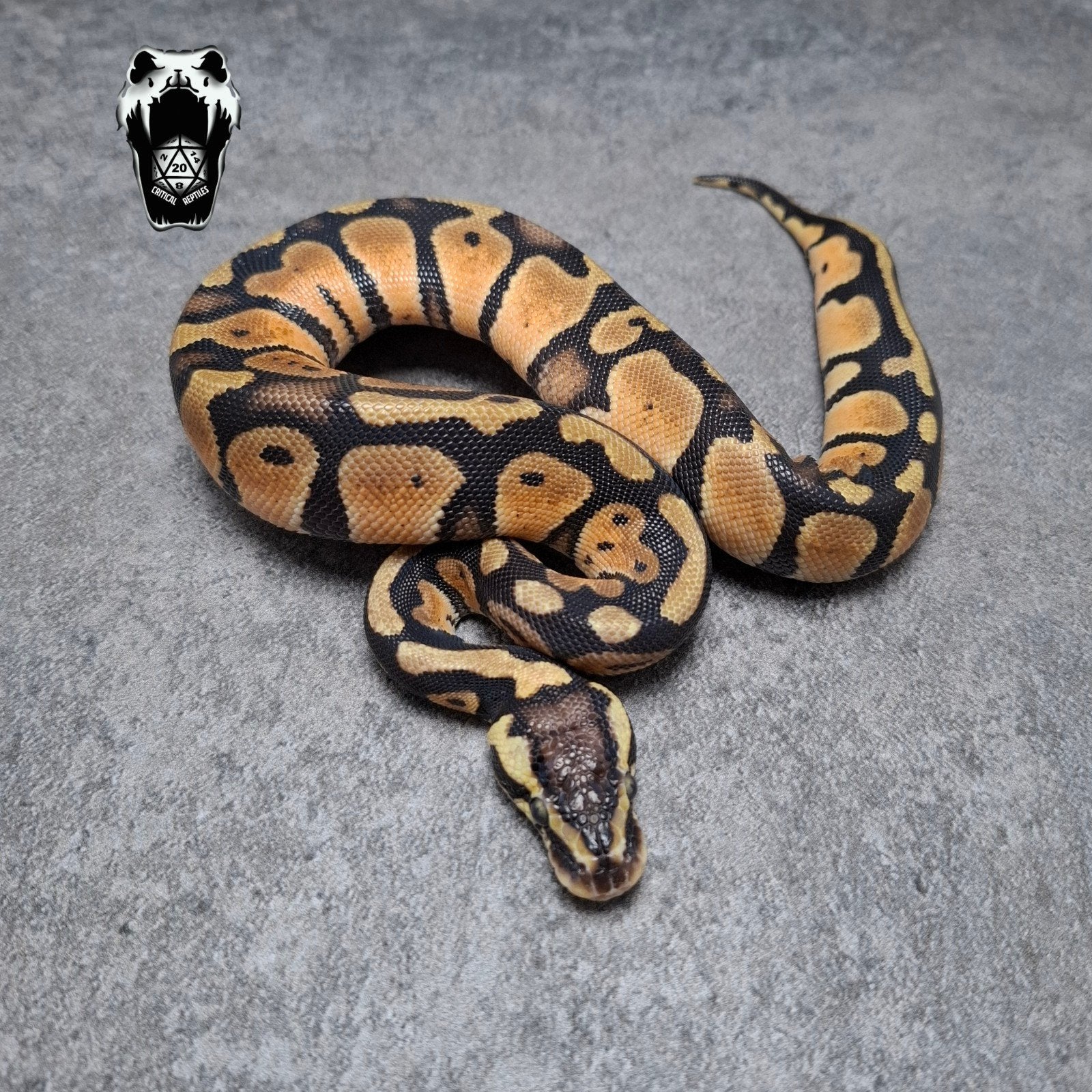0.1 Pastel het pied NK25 (python regius), Dieren en Toebehoren, Reptielen en Amfibieën, Slang, 0 tot 2 jaar
