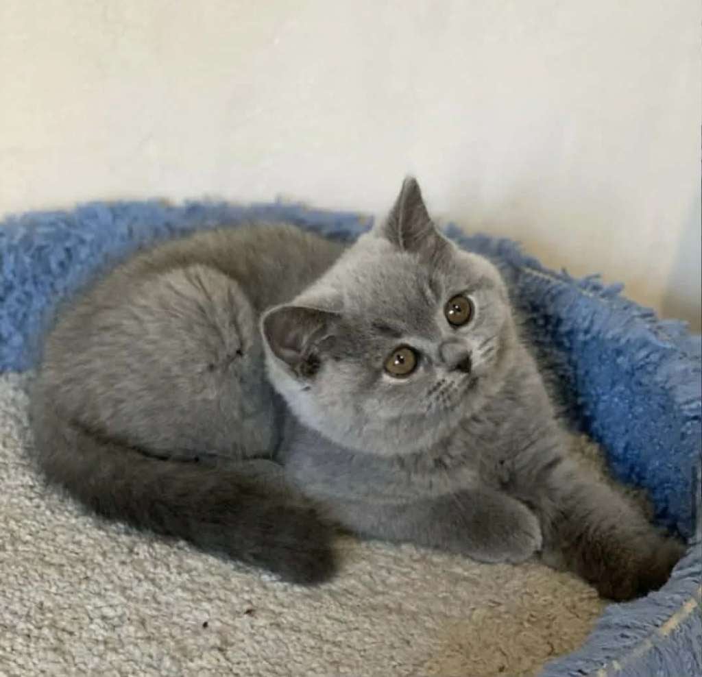 Britse korthaar kittens 100% raszuiver, Kater, Gechipt