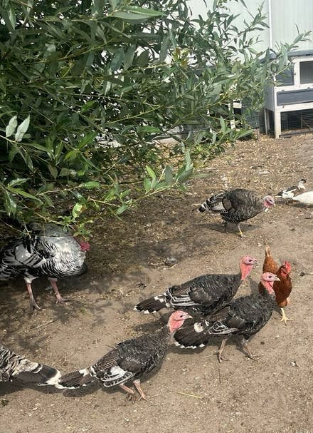 Jonge kalkoenen, Dieren en Toebehoren, Meerdere dieren, Kalkoen