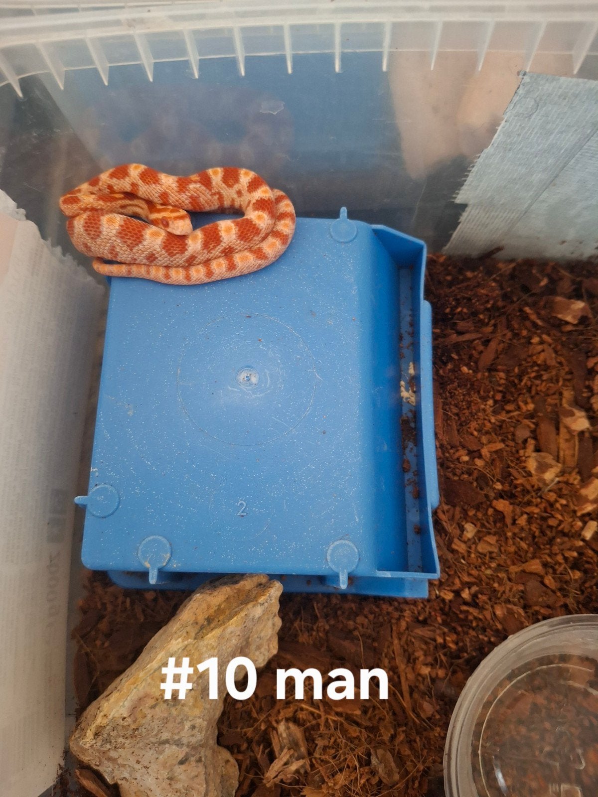 rattenslang nakweek 2026 Pantherophis guttatus Corn Snake photo 7