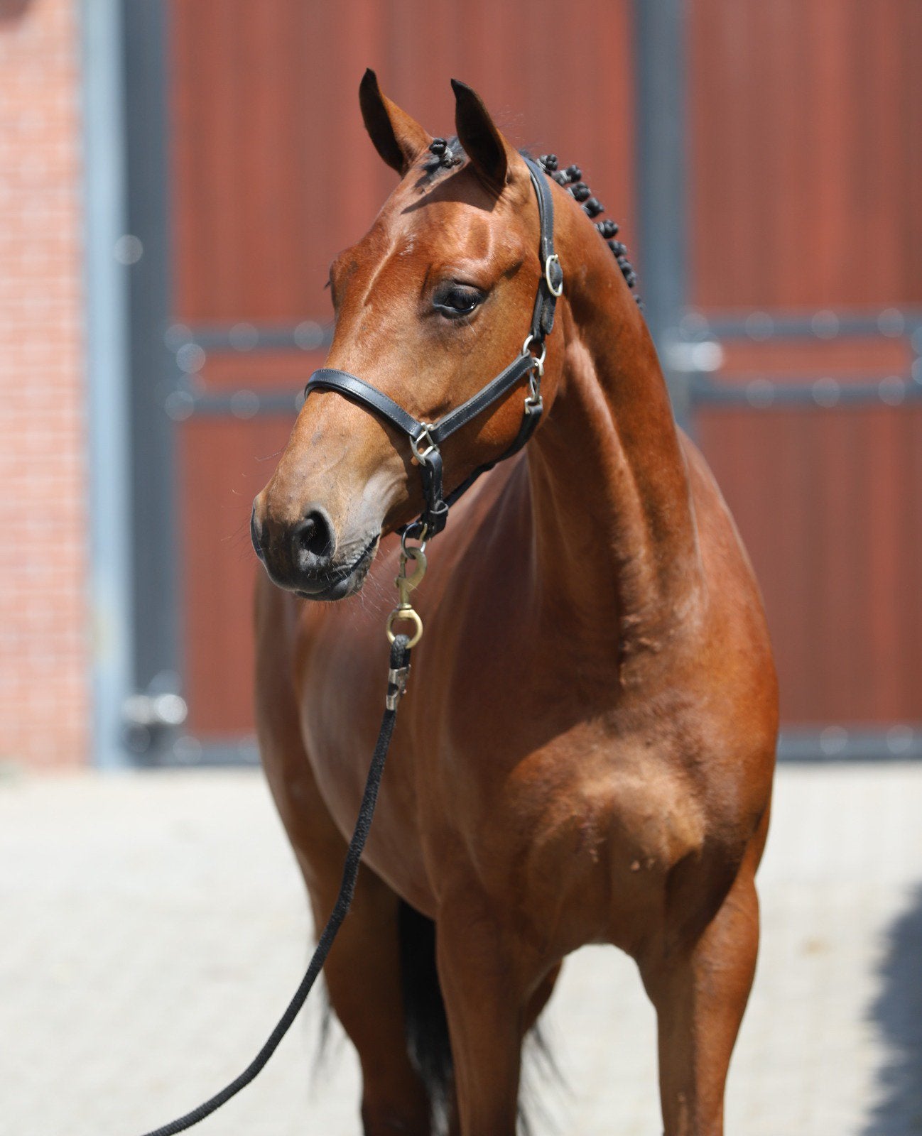 Aansprekende 3jmerrie met veel springaanleg v.Connemara, Dieren en Toebehoren, Pony's, Met stamboom, Springpony, 3 tot 6 jaar