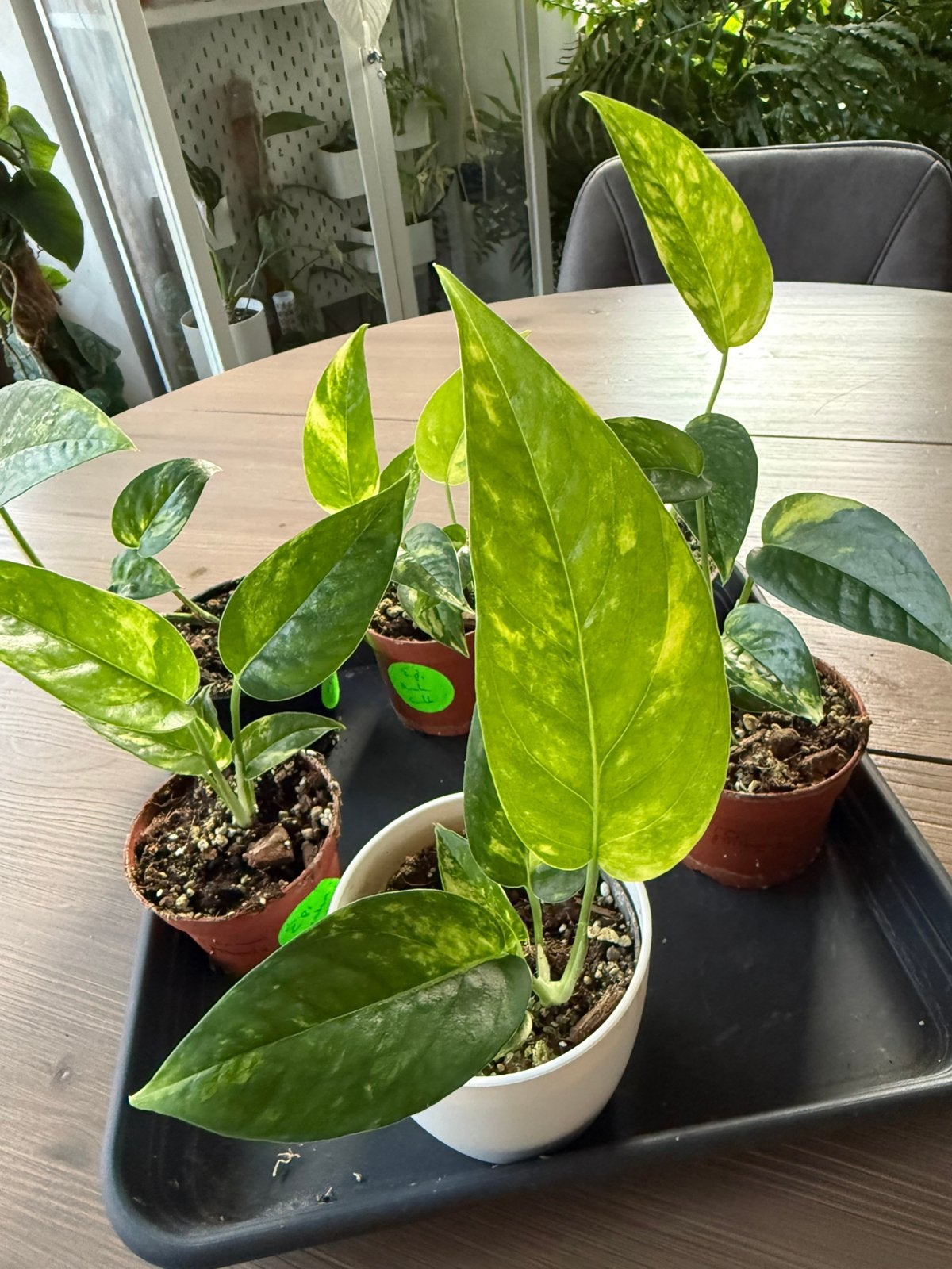 Epipremnum pinnatum 'Cintho Goldfinger', Overige soorten, In pot, Minder dan 100 cm, Groene kamerplant