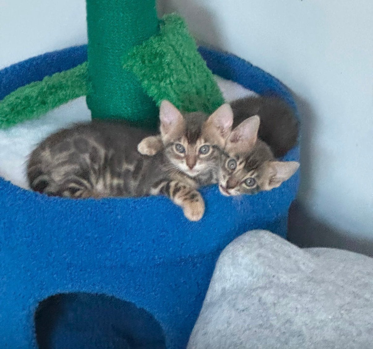Bengaal kittens blauw, Dieren en Toebehoren, Meerdere dieren, Met stamboom, 0 tot 2 jaar