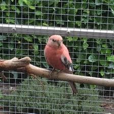Ben op zoek een rose bourke parkiet Pop, Vrouwelijk, Parkiet