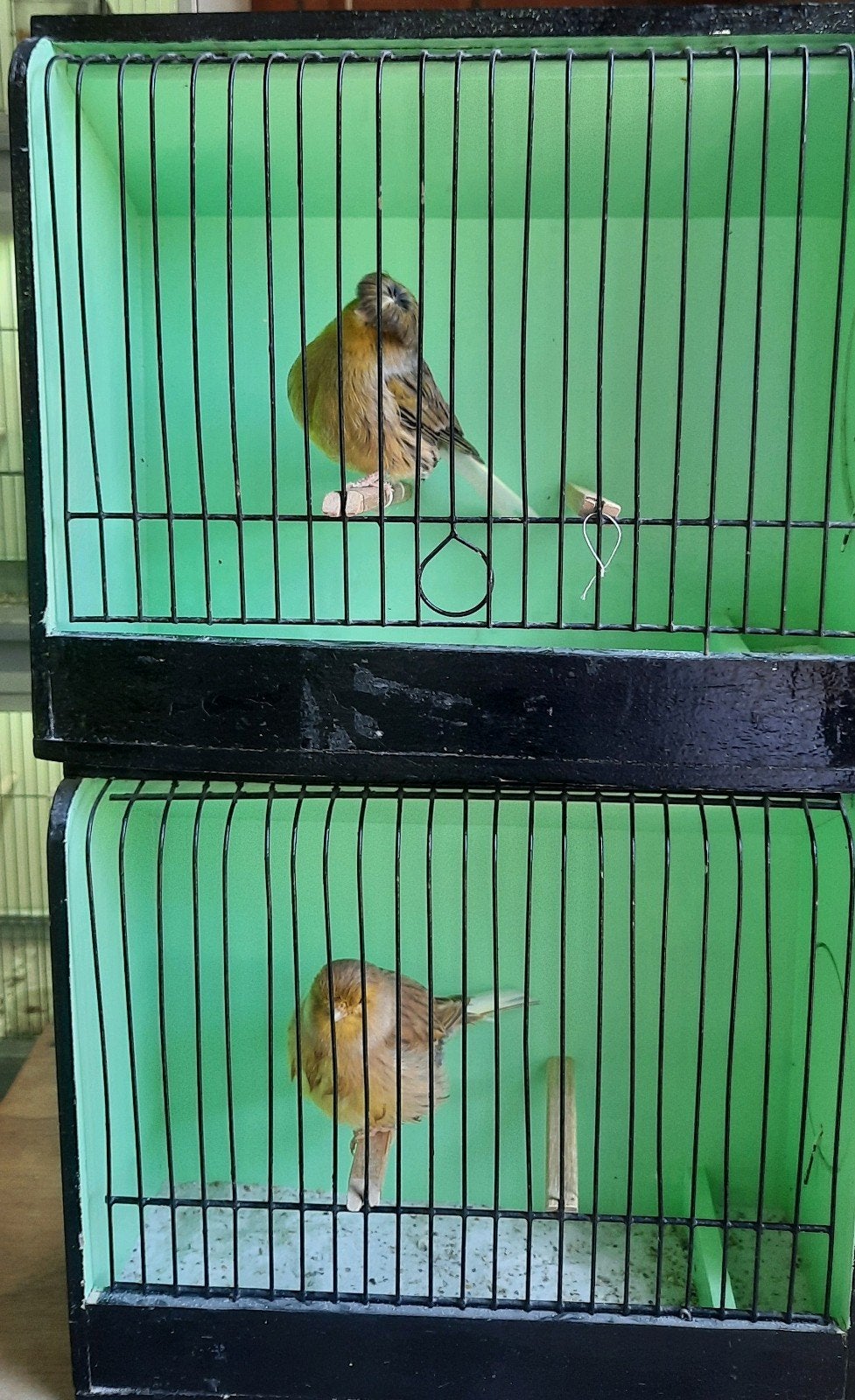 Prachtig bewezen koppel glosters, Meerdere dieren, Postuurkanarie