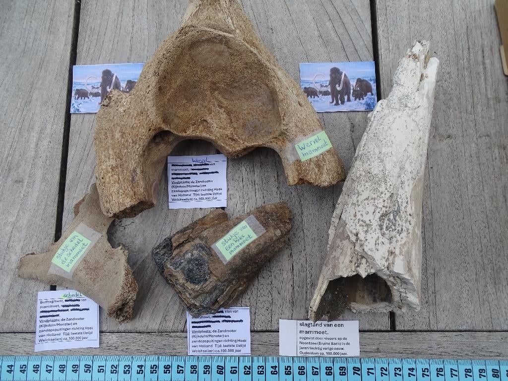 MAMMOET-fragmenten: slagtand,wervel,schedel,kies,100.000jaar, Verzamelen, Mineralen en Fossielen, Ophalen of Verzenden, Fossiel