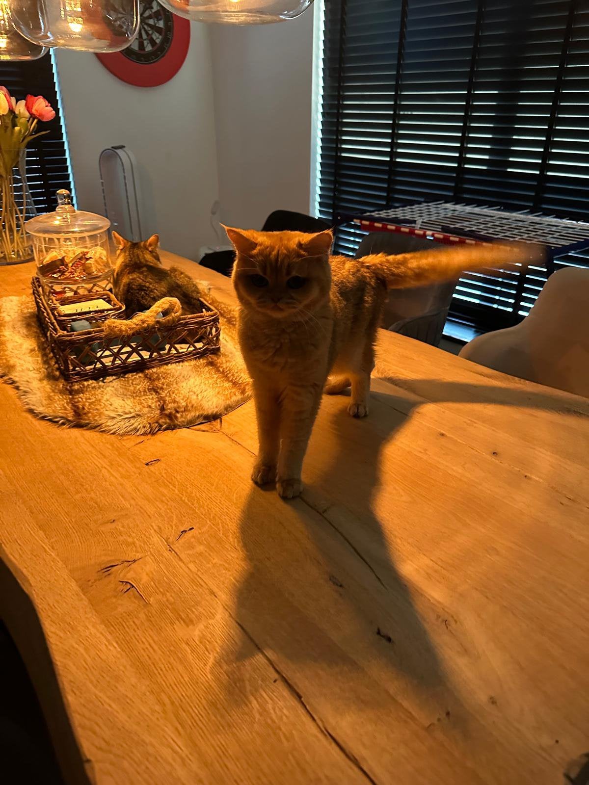 Mooi Brits korthaar poesje, Dieren en Toebehoren, Poes, Met stamboom, 0 tot 2 jaar