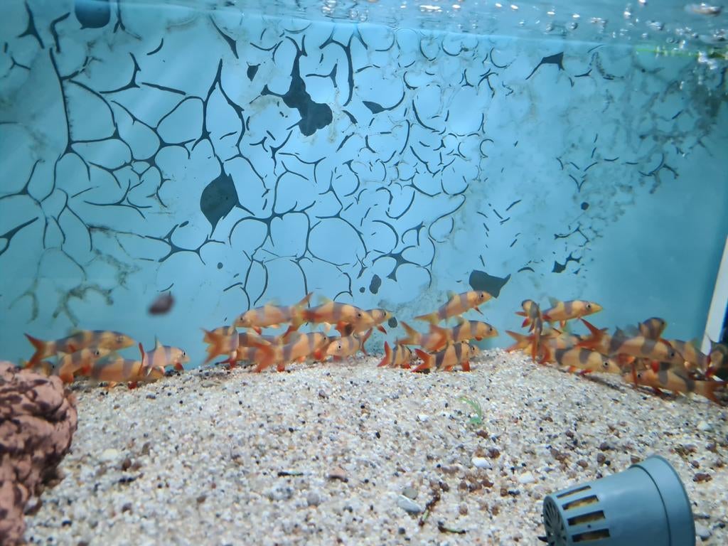 Clown Botia, Slakkeneter, Chromobotia Macracanthus, Vis, Zoetwatervis