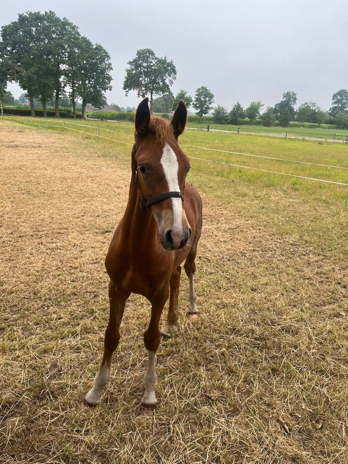 hengstveulen, Dieren en Toebehoren, Paarden, Minder dan 160 cm, Met stamboom, Niet van toepassing, 0 tot 2 jaar