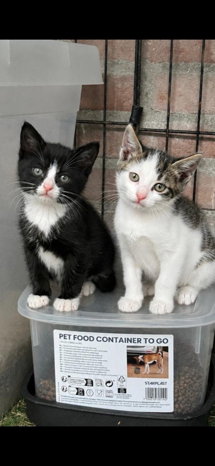 Super schattige speelse kittens zoeken nieuwe knus huisje, Meerdere dieren