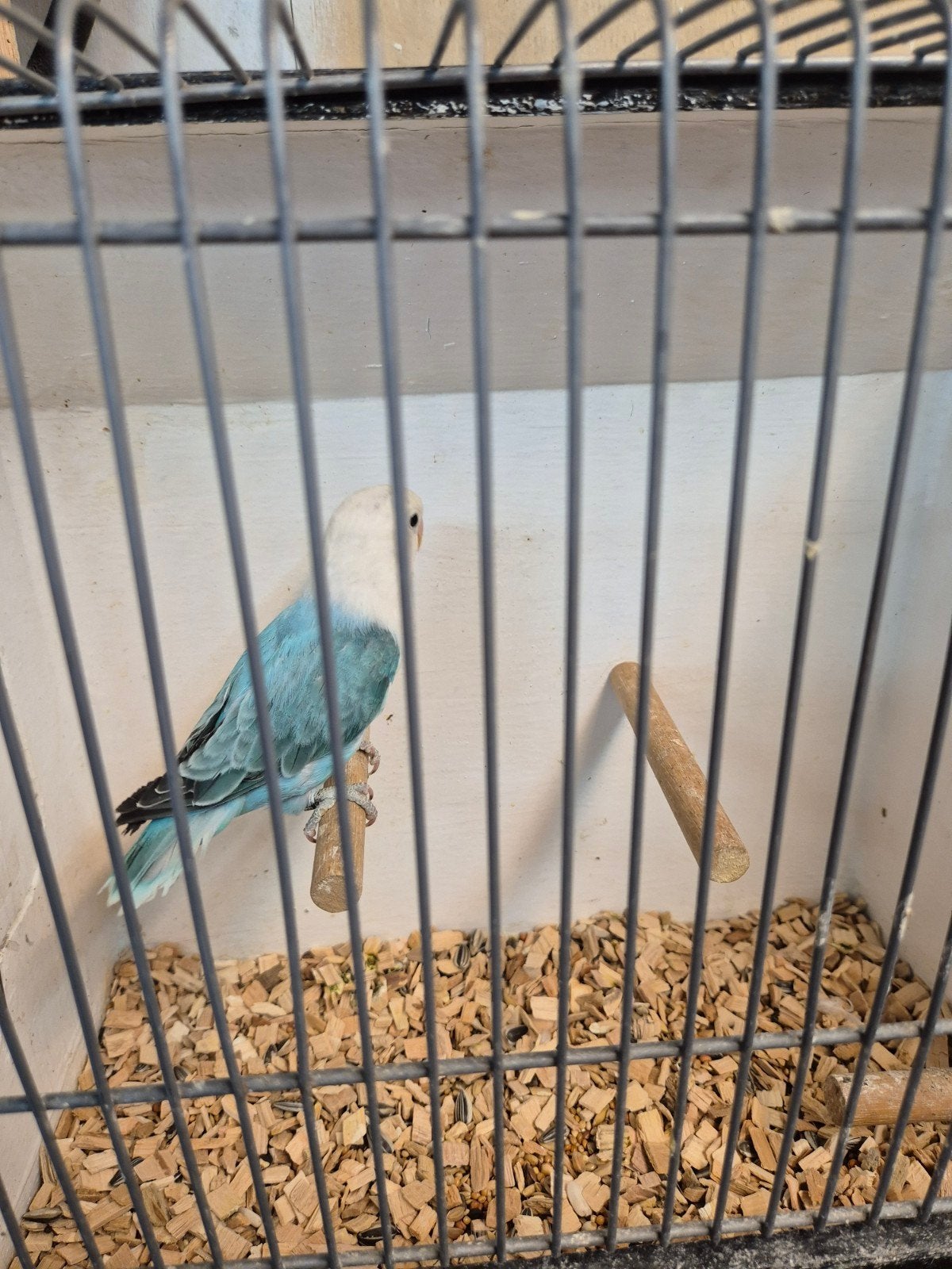fischeri blauw opaline, Dieren en Toebehoren, Meerdere dieren, Dwergpapegaai of Agapornis