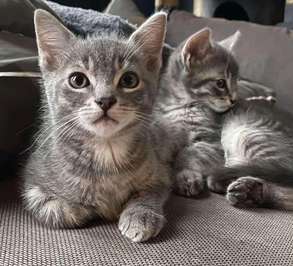Kittens kruising Ragdoll/ Noorse Boskat/ Britse Korthaar, Meerdere dieren, Langharig, 0 tot 2 jaar