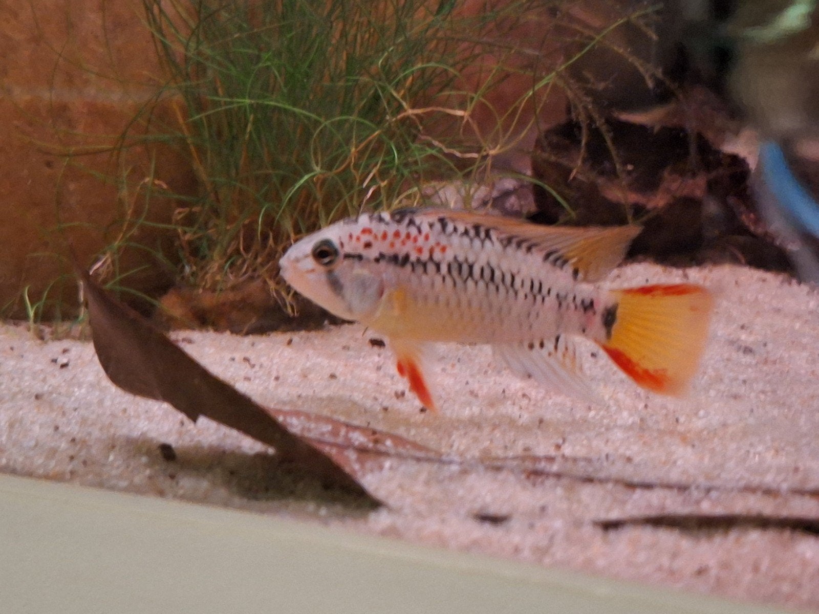 gezocht apistogramma D33, Dieren en Toebehoren, Vis, Zoetwatervis
