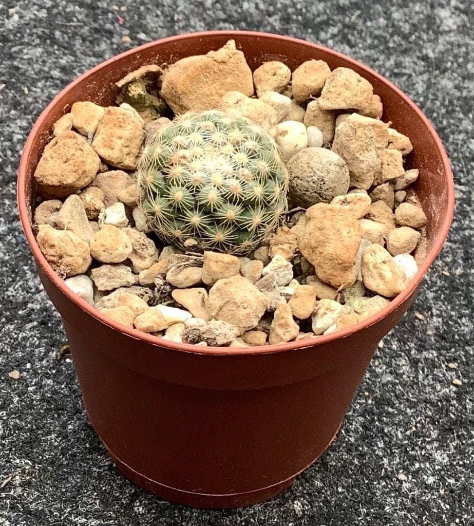 Cactus, Pilocanthus, Huis en Inrichting, Kamerplanten, Ophalen of Verzenden, Cactus, Volle zon, Minder dan 100 cm