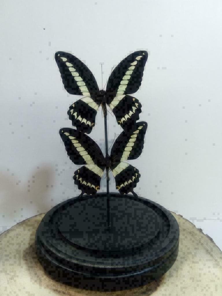 Vlinders in stolp, stolpen met vlinders - Western Deco, Ophalen of Verzenden, Nieuw, Insect, Opgezet dier