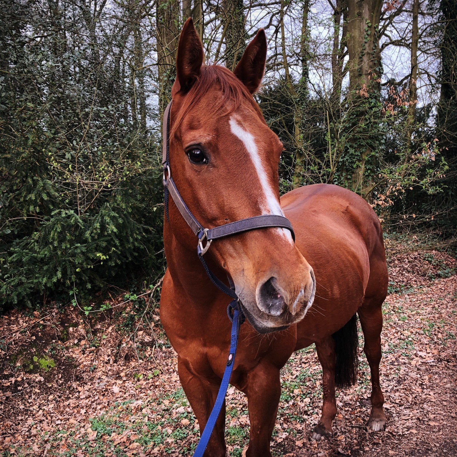 Verzorger gezocht Ricky, Verzorging of Verzorgpony's