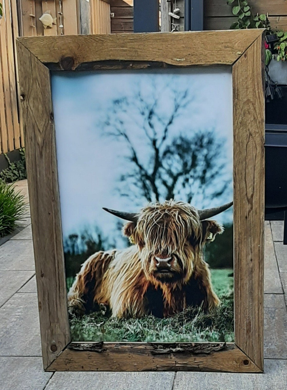 Buitenschilderij schotse hooglander 72x102,5 cm, Ophalen, Gebruikt, Schilderij, 75 tot 100 cm
