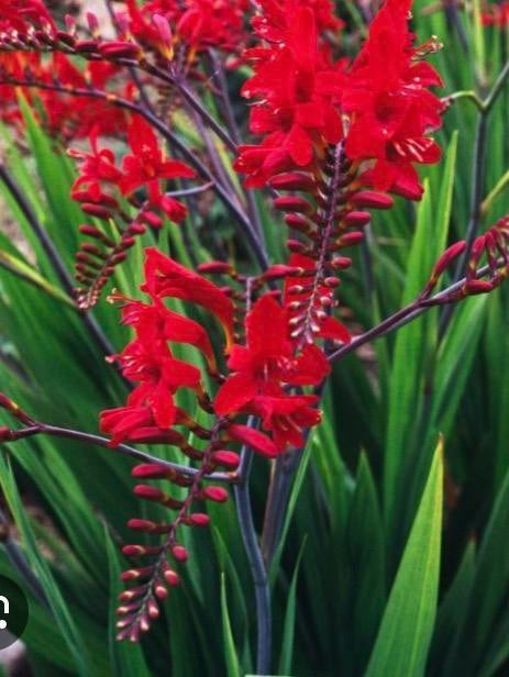 Crocosmia Lucifer Montbretia, Tuin en Terras, Bloembollen en Zaden, Ophalen, Volle zon