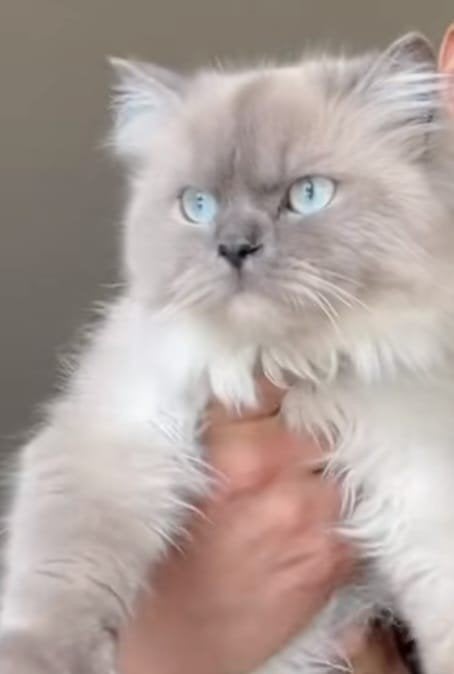 ragdoll / Britse langehaar kittens, Dieren en Toebehoren, Meerdere dieren, Ontwormd, 0 tot 2 jaar