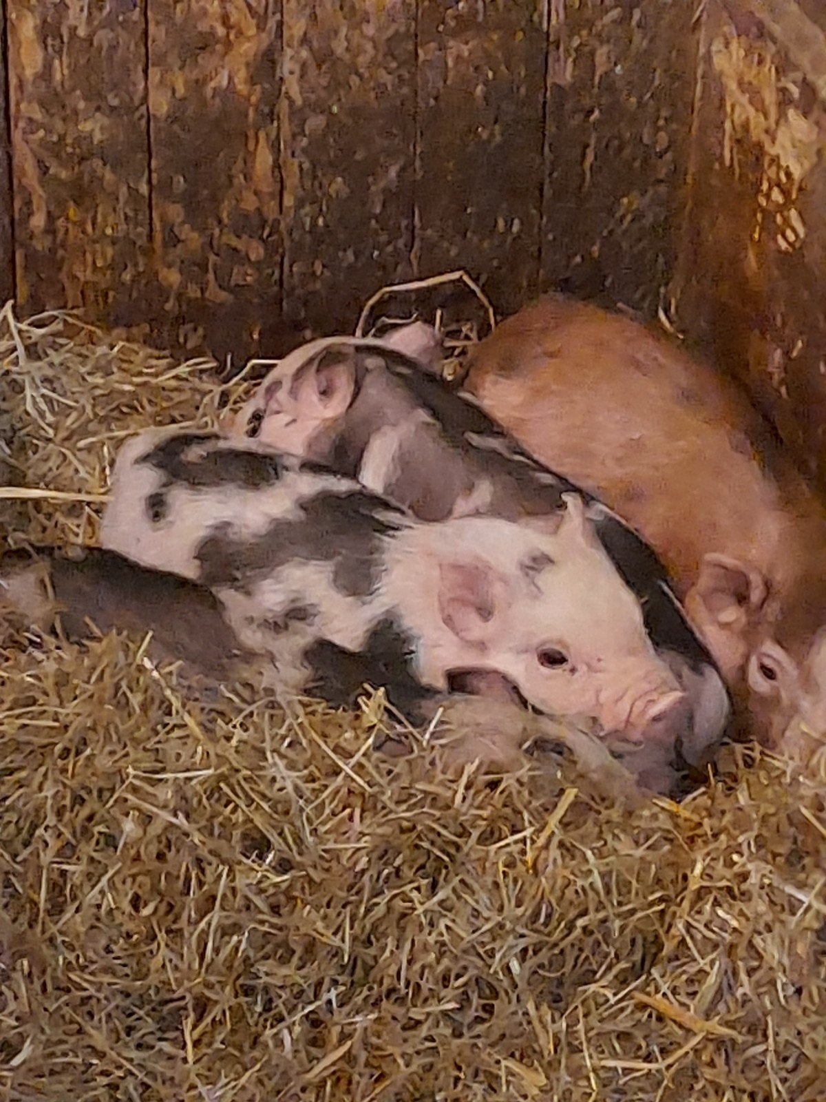 mini gottinger bigjes, Dieren en Toebehoren, Meerdere dieren