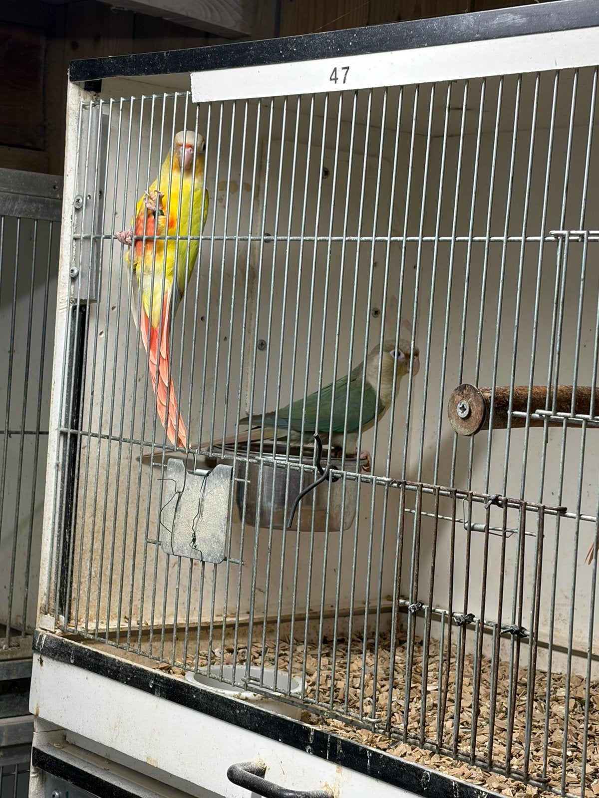 Te koop Pyrrhura, Dieren en Toebehoren, Vogels | Parkieten en Papegaaien, Meerdere dieren, Parkiet, Geringd