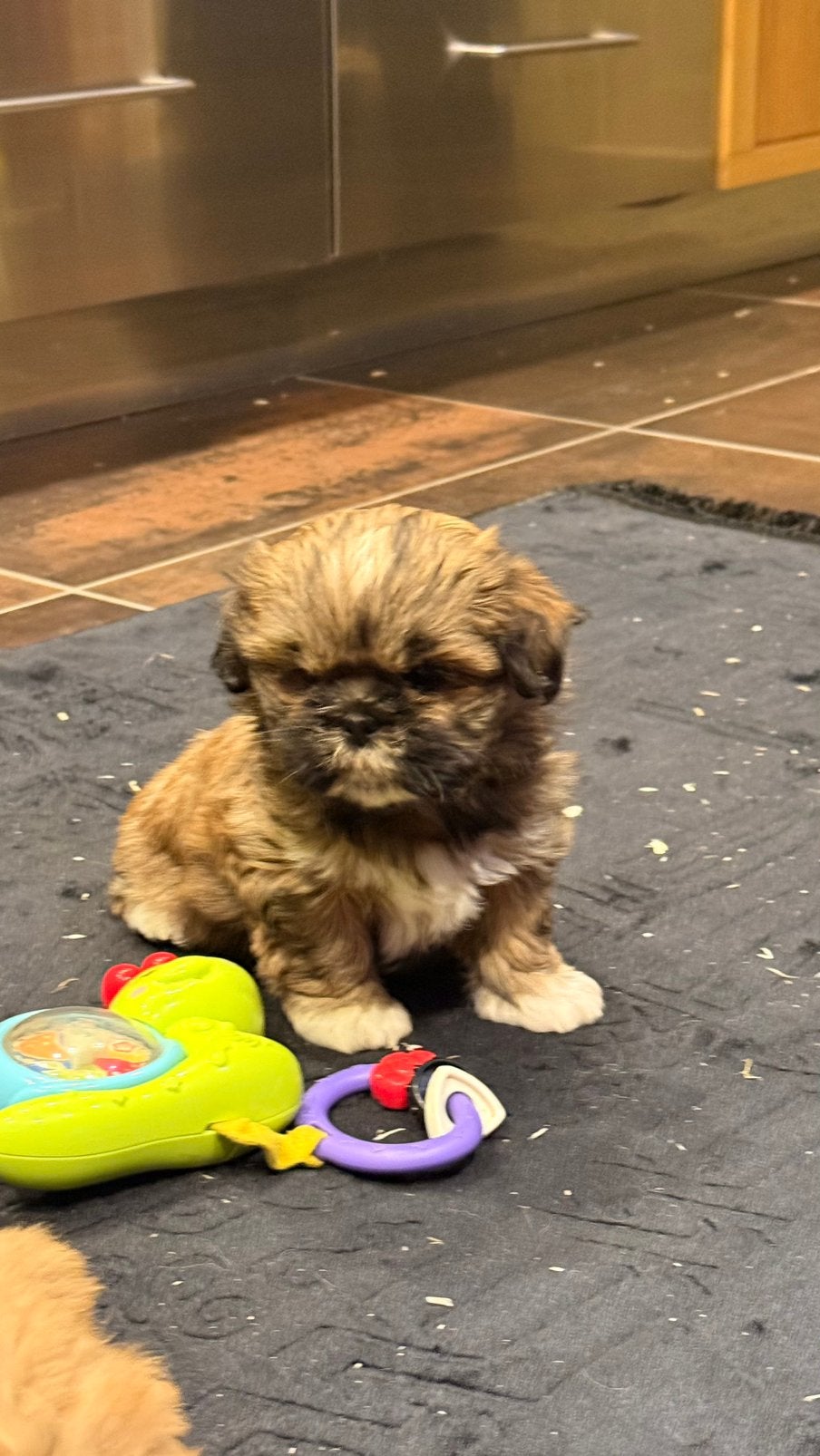 Lhasa apso pups, België, Overige rassen, CDV (hondenziekte), 8 tot 15 weken