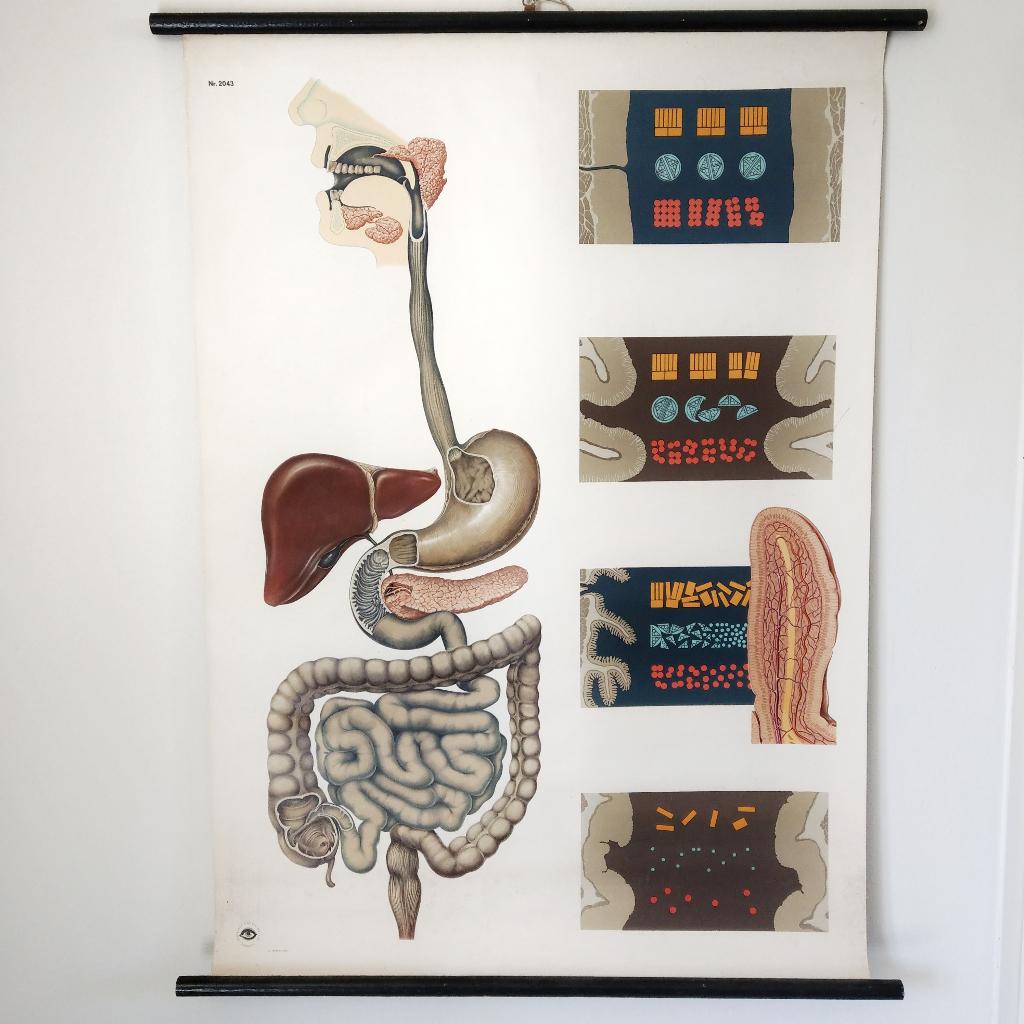 Medische schoolplaat Spijsvertering, Antiek en Kunst, Ophalen of Verzenden, Natuur en Biologie