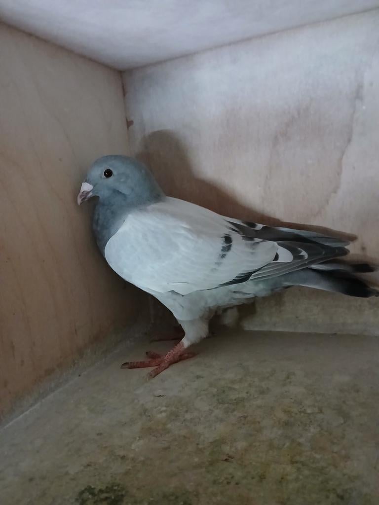 Postduiven show duif, Meerdere dieren, Postduif
