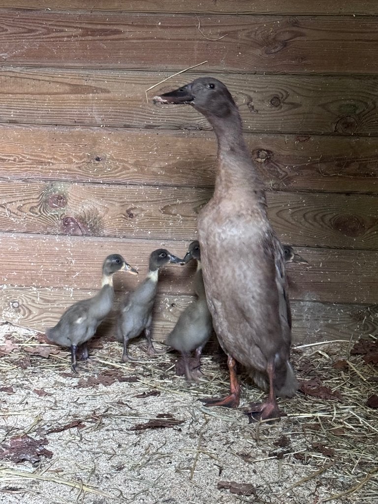 Loopeend kuikens, Dieren en Toebehoren, Geslacht onbekend
