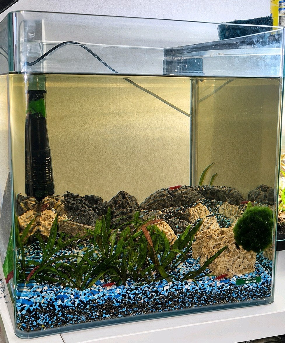 Nano cube dennerle met garnalen, Dieren en Toebehoren, Ophalen of Verzenden