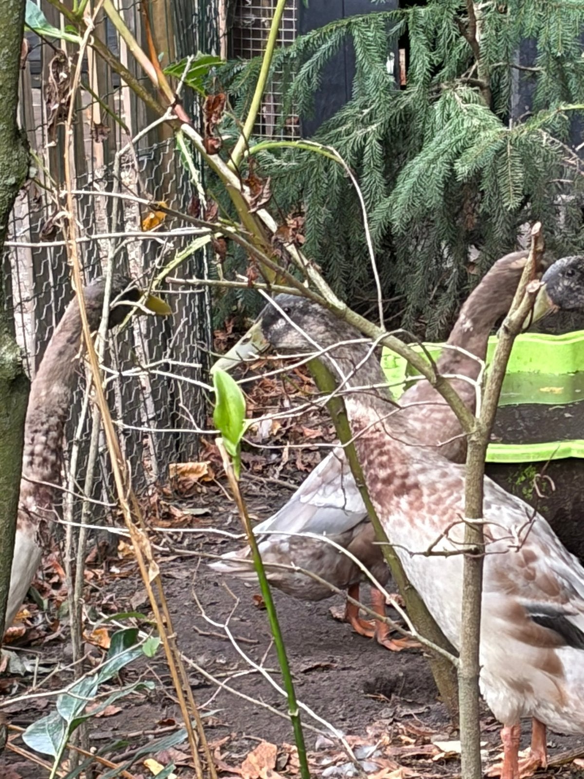 Loopeenden 2 stuks, Dieren en Toebehoren, Pluimvee, Mannelijk, Eend