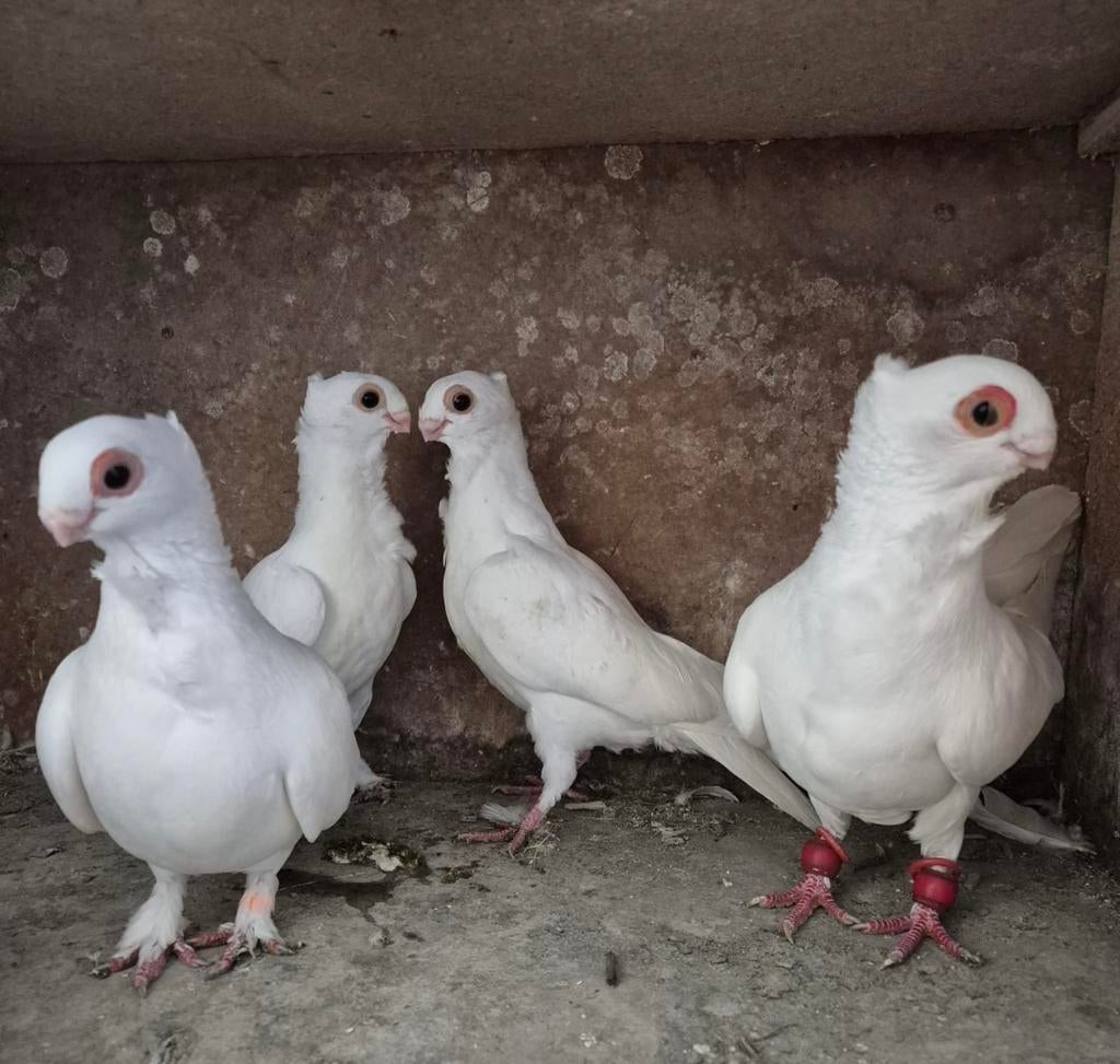 Duiven syrische meeuwen, Dieren en Toebehoren, Meerdere dieren, Overige soorten