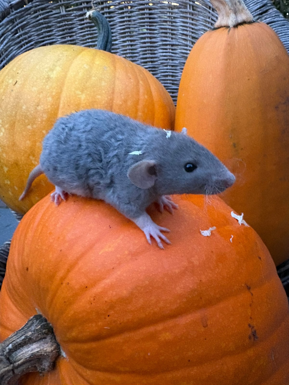 Leuke rittens, Dieren en Toebehoren, Rat, Augustus, Meerdere dieren, Tam