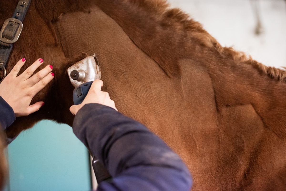 Paarden scheren op locatie, Verzorging of Verzorgpony's
