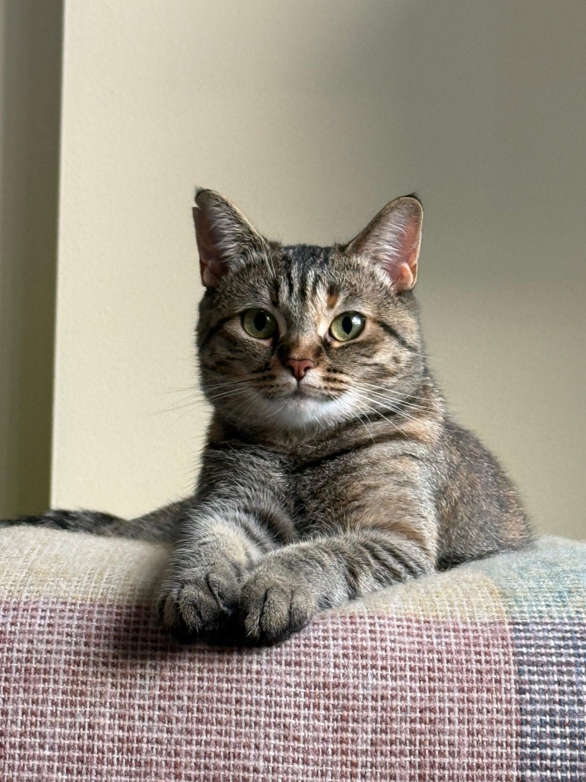 Lieve kat opzoek naar een nieuw fijn huisje!, Poes, Kortharig, 0 tot 2 jaar