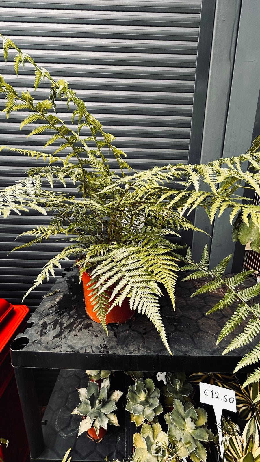 Dicksonia Antarctica - Australische Boomvaren, Ophalen, Vaste plant, Varens, Bloeit niet