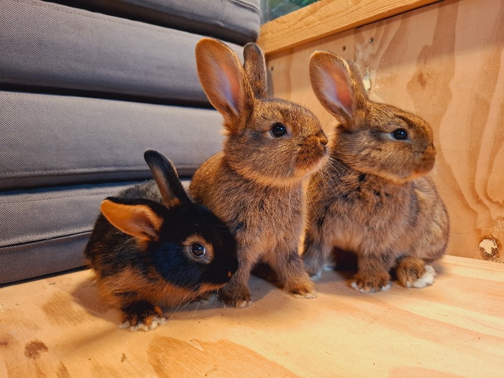 Jonge konijnen - Tan en kruising, Dieren en Toebehoren, Meerdere dieren, Klein, 0 tot 2 jaar