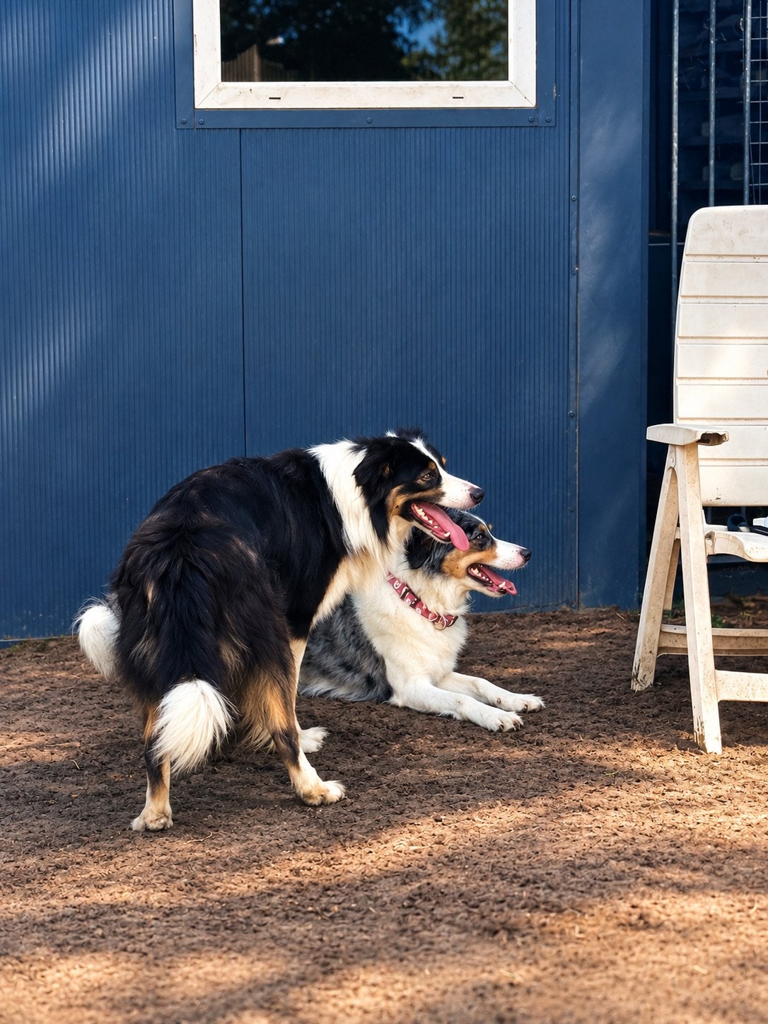 KERSTWONDERTJES OP KOMST! | BORDER COLLIE  AUSSIE PUPS, 8 tot 15 weken, Meerdere, Meerdere dieren, Middel