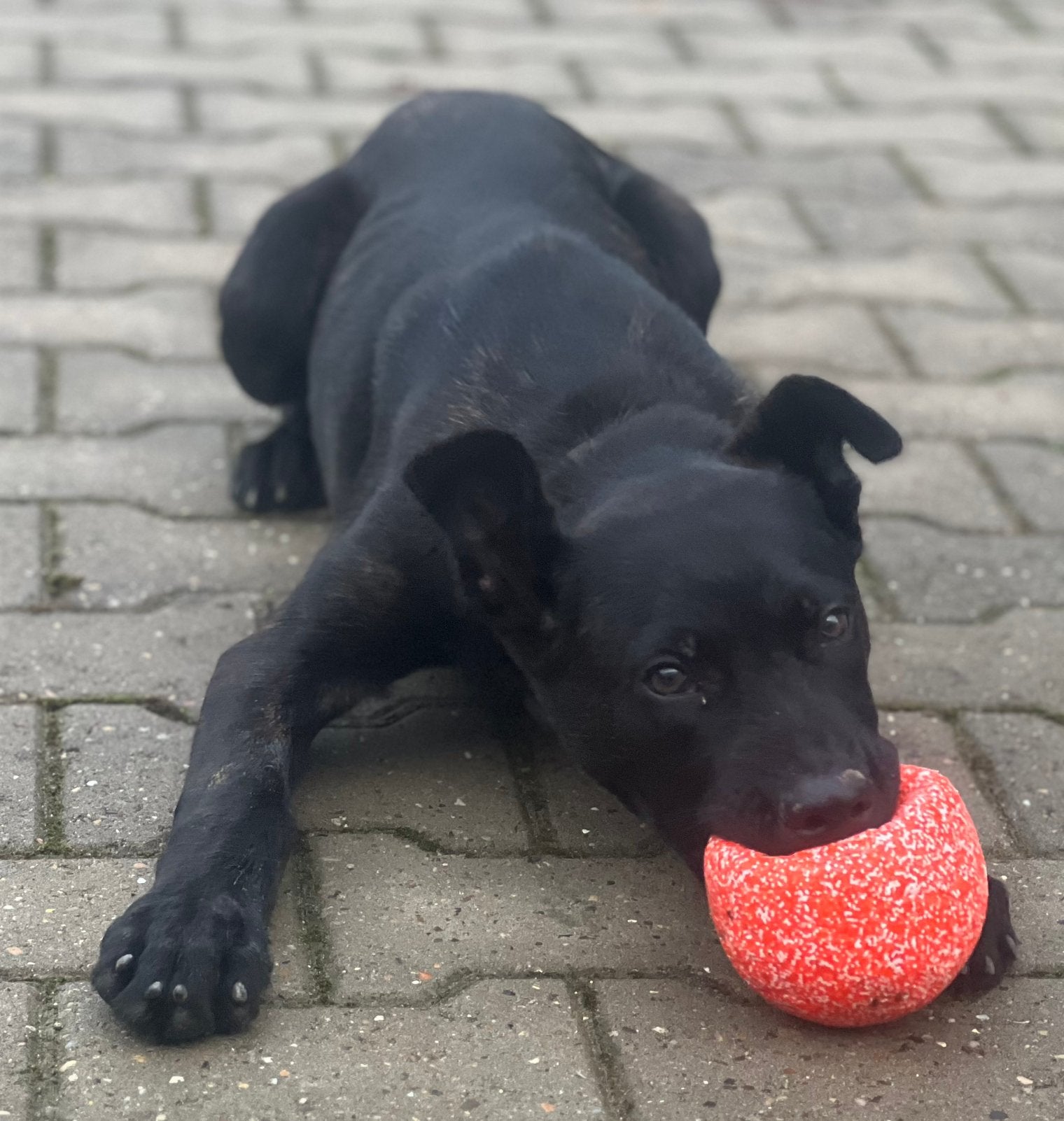 Hollandse herder …, Nederland, Handelaar, 1 tot 2 jaar, Teef