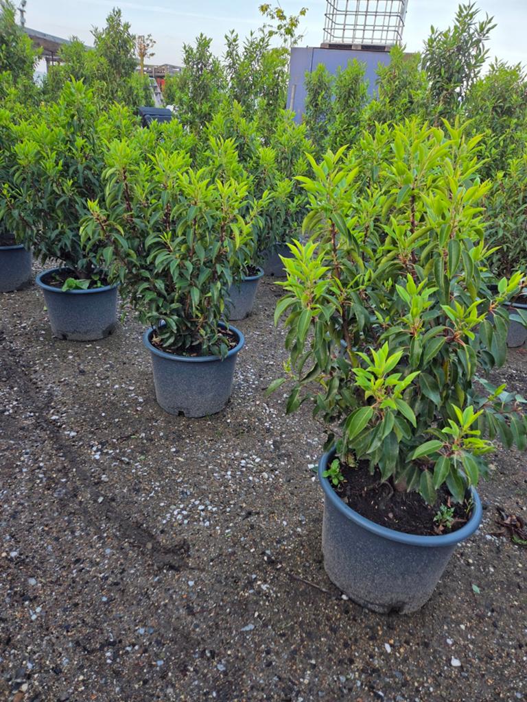 Portugese laurier maat 80/100 goed door wortel prijs 17.50, Tuin en Terras, Planten | Struiken en Hagen, Ophalen, Laurier, 100 tot 250 cm