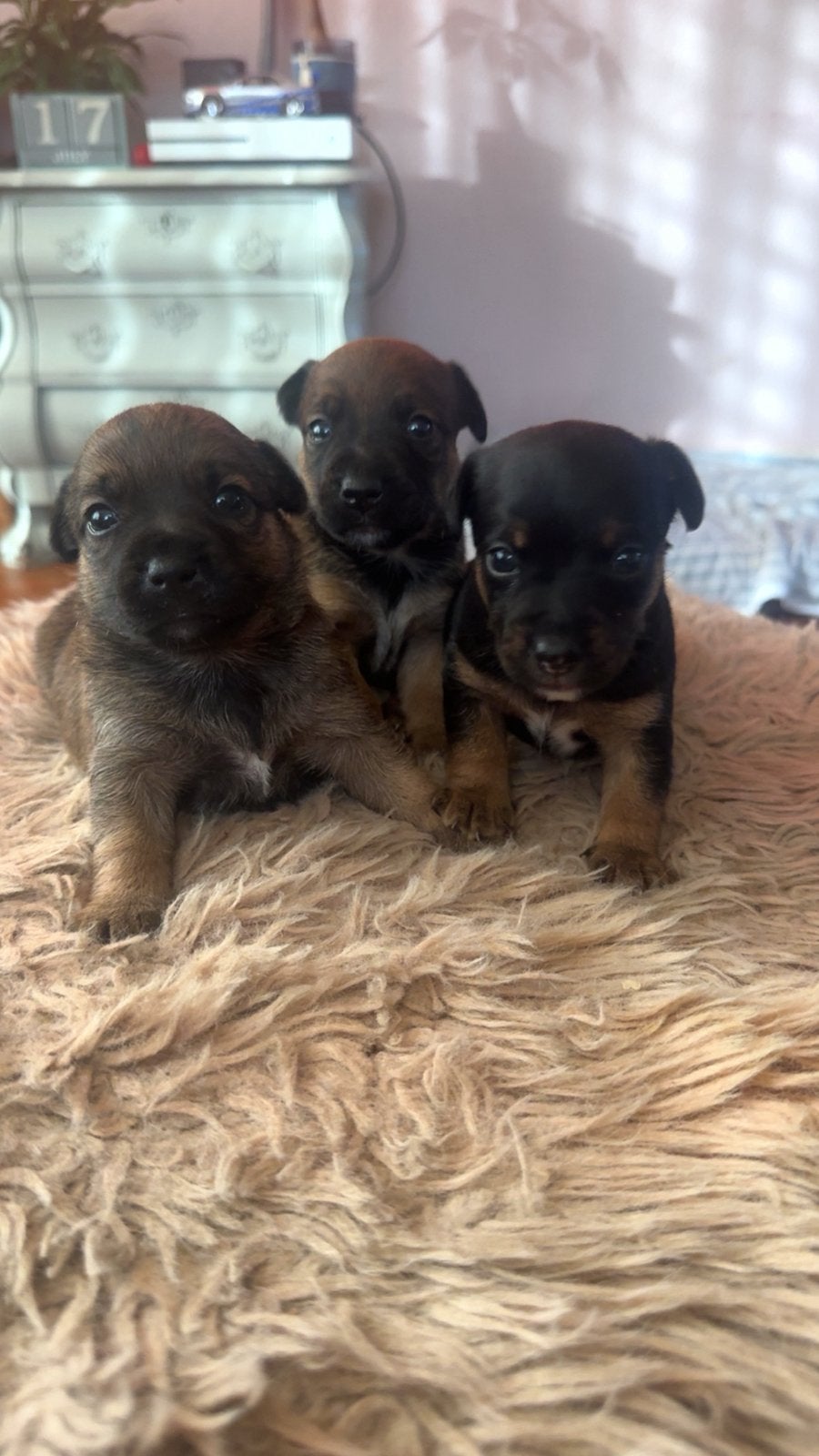 Jack Russel Pups, Dieren en Toebehoren, Honden | Jack Russells en Terriërs, Jack Russell Terriër, 8 tot 15 weken, Parvo, Meerdere