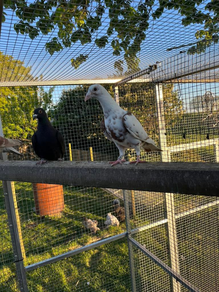Kleurpostduiven, Meerdere dieren