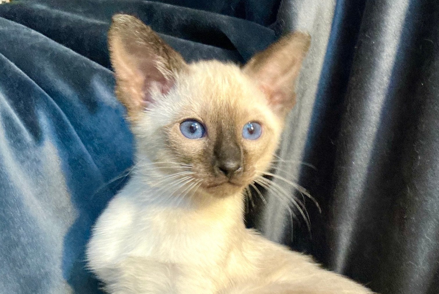 Siamese Kittens, Meerdere dieren, Ontwormd